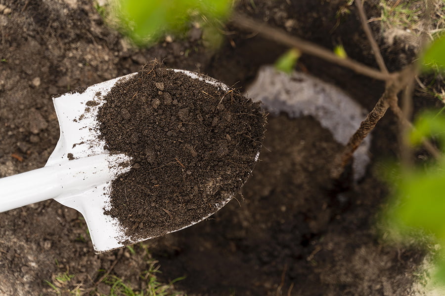 Over-fertilize soil