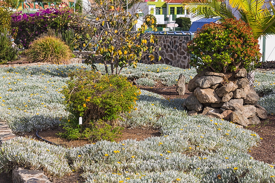 Xeriscaping landscape