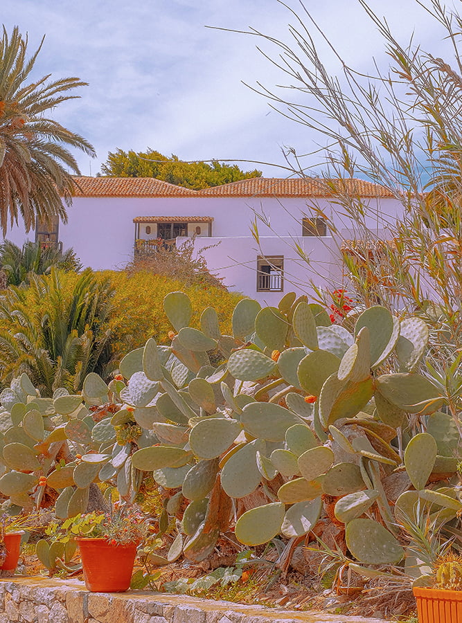 home xeriscape dry climate plants