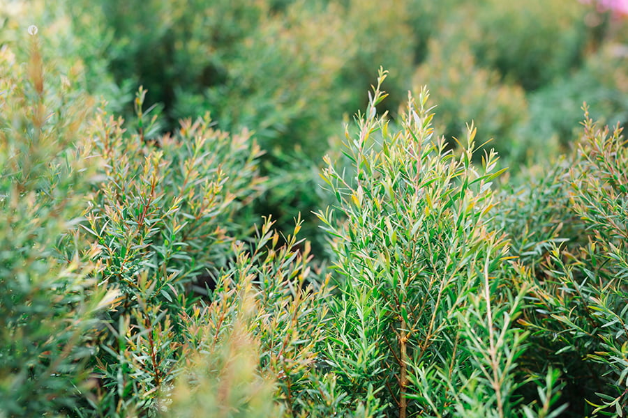 xeriscape Rosemary plant