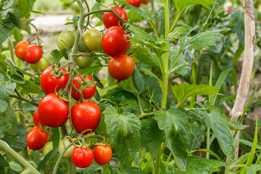 garden tomato herbs